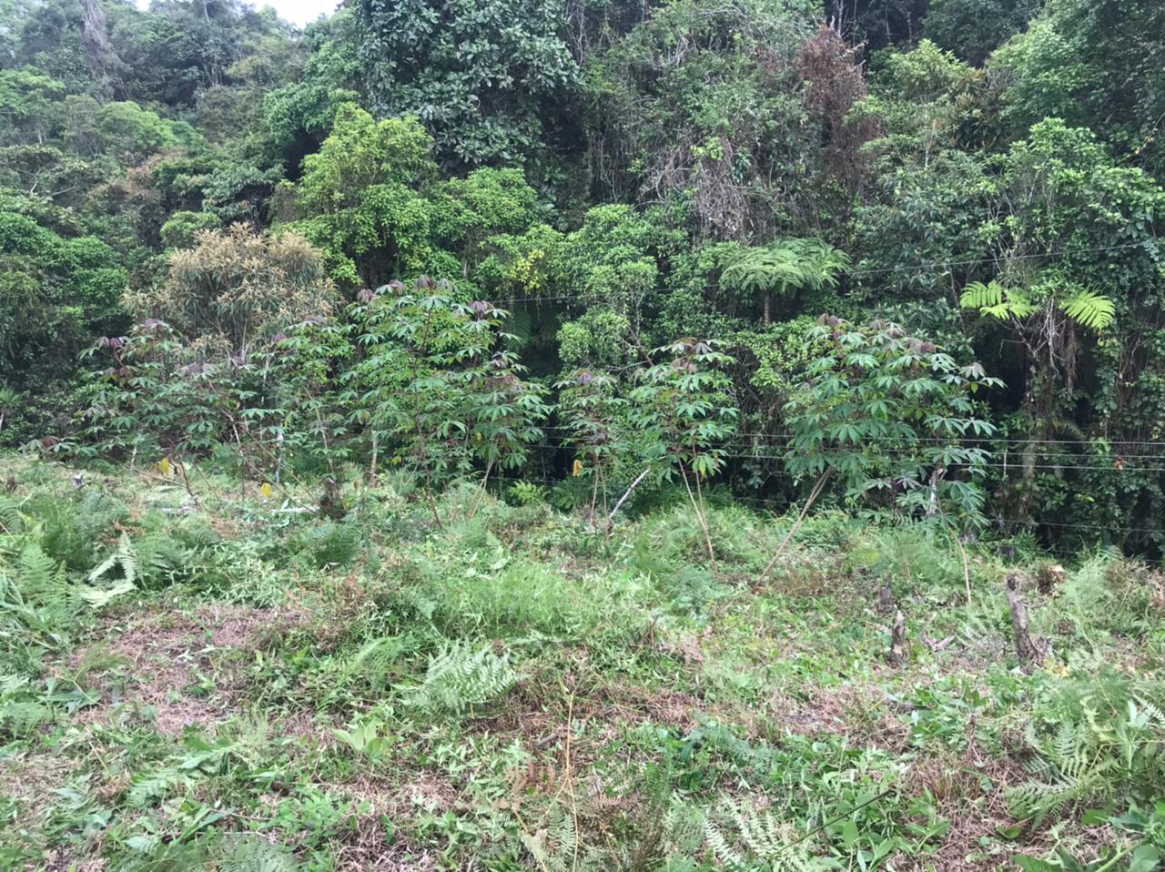Plantación de árboles en zona de protección