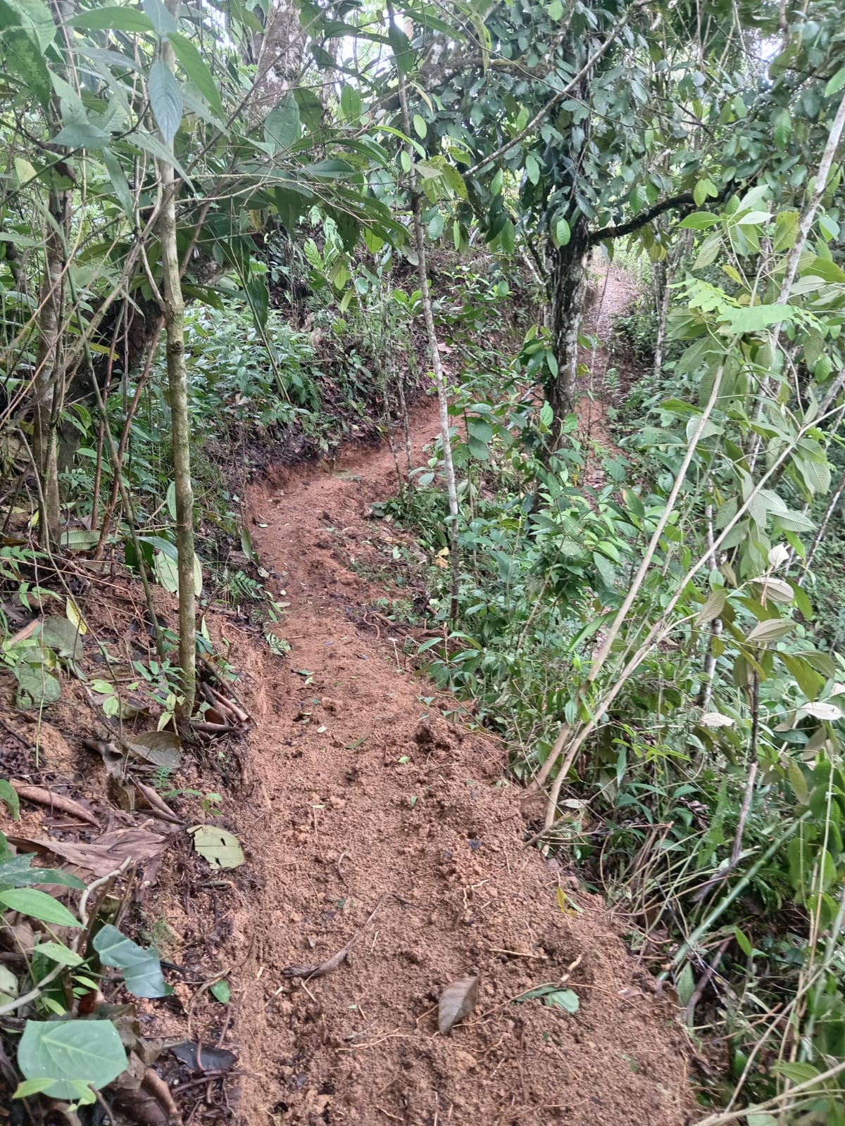 Recuperación de bosque ribereño