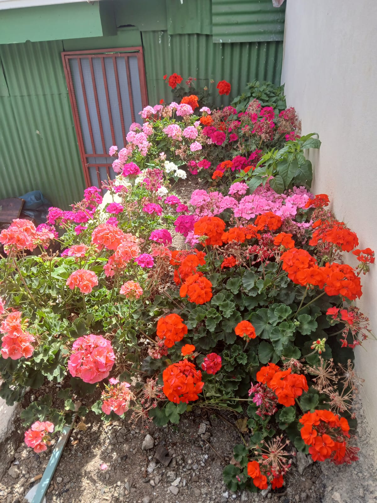 Flora y fauna local